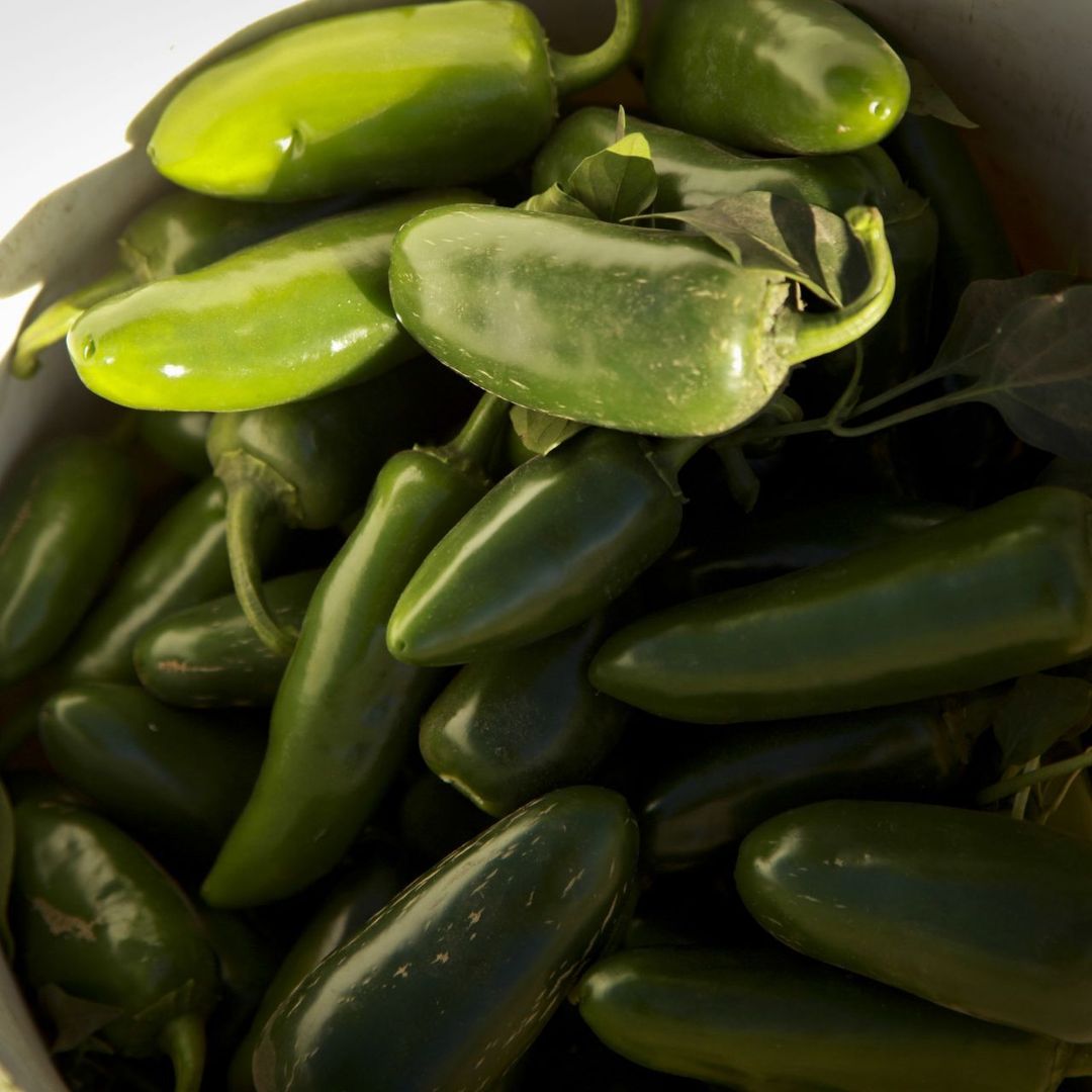 Chiles jalapeños. Foto: Cuartoscuro/ Archivo